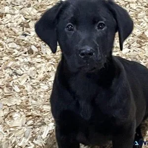 Adorable Labrador Retriever puppy