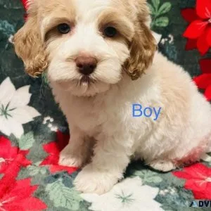 Cockapoo puppies males and females