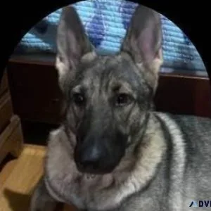 K9 tr41ner pro