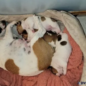 Full breed jack russell puppies