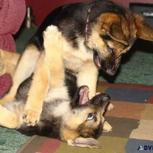 Appreciative German Shepherd puppies available