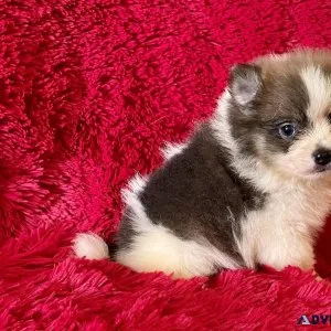 Pomeranian Puppies