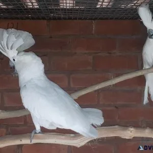 Well Tamed Umbrella Cockatoo Parrots for sale