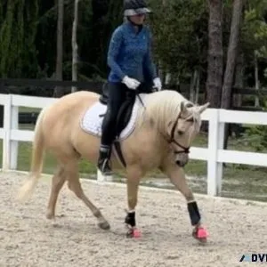 Beautiful Palomino Quarter Pony Mare (Dallas)
