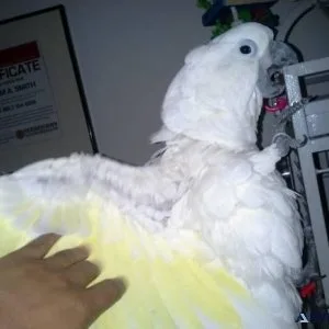 A pair of young Cockatoo parrots available