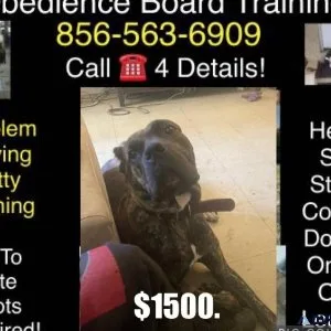 Dog pups that need training