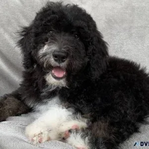 bernedoodle