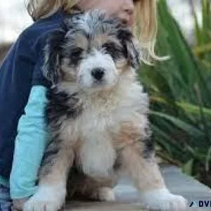 Mini Aussie Pups