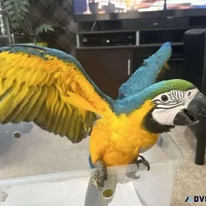Cute Baby Male Blue and Gold Macaw