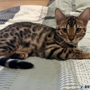 Bengal Kitten