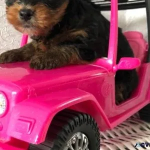 jrtjk Yorkshire Terrier Puppies