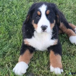 Well Socialized Bernese Mountain Dogs For Sale
