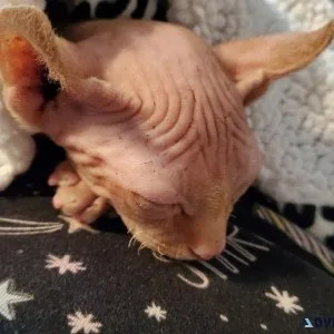 Sphynx kittens