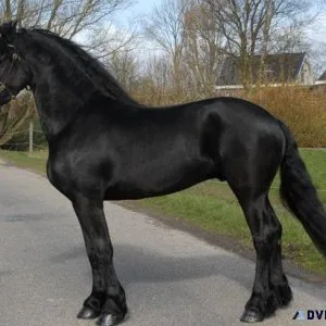 Friesian Horse