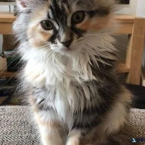 Maine Coon kitten Online