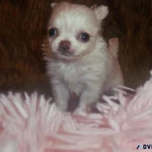AKC Long Coat Chihuahua Puppies M-F