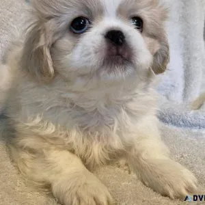Charming  Pekingese pups