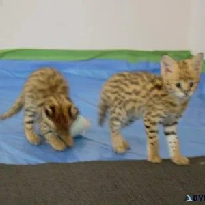 ServalSavannah kittens