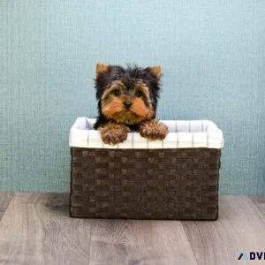 bhtrj Yorkshire terrier