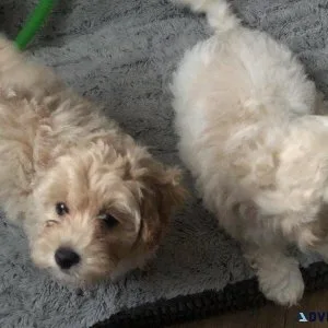 Gorgeous Maltipoo puppies For Sale.