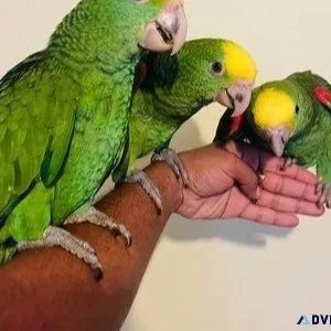 Hand reared double headed Amazon for sale