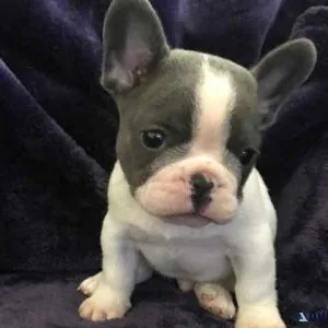 FRENCH BULLDOG PUPS