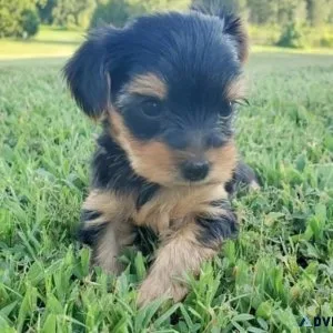 Teacup Yorkies for adoption