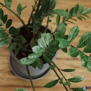How to purchase Dwarf ZZ Zenzi Plant online