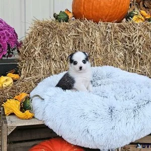 Atticus Male Pomsky