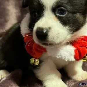 Christmas Corgis