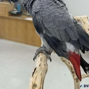 Handfed African Grey Congo Babies