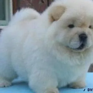Bouncing Creamy Chow Chow Puppies