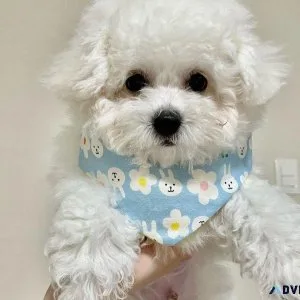 Adorable Bichon Frise Puppies