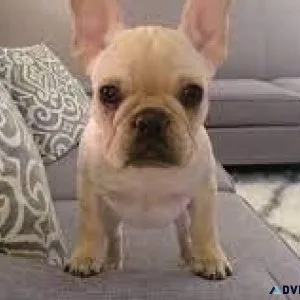 French Bulldog