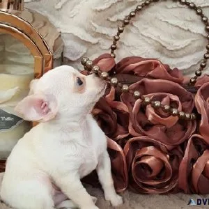 Tchup Tiny Chihuahua Puppies
