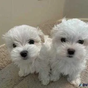 Well Socialized Teacup Maltese Puppies