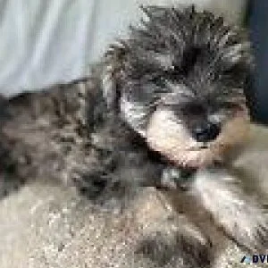 Designer Toy Schnauzers