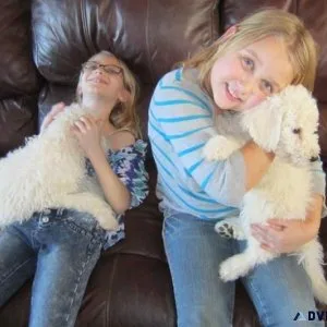 AKC Registered Komondor Puppies for sale