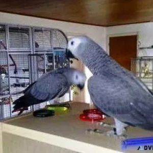 Beautiful African Grey Parrots for Sale