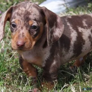 AKC Registered Dachshund Puppies for sale.