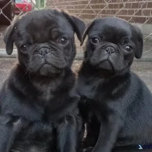 Pug puppies