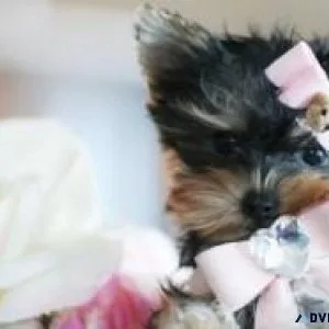 T-CUP YORKIES FOR SALE
