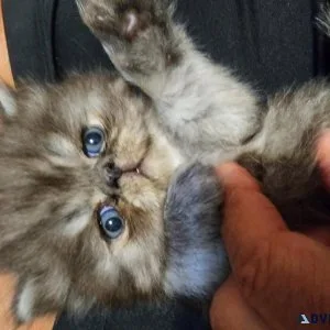 Persian kittens