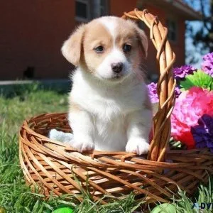 Welsh Corgi Pembroke puppies