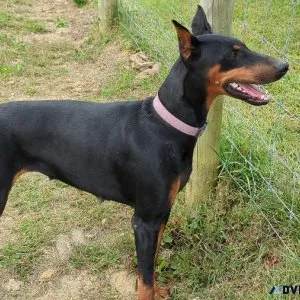 AKC Doberman Pinscher