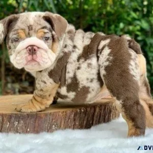 HEALTHY ENGLISH BULLDOG PUPPIES