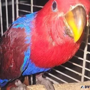 12 week old Eclectus