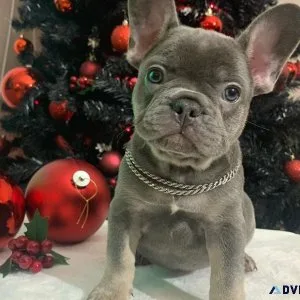 Nice French bulldog puppies