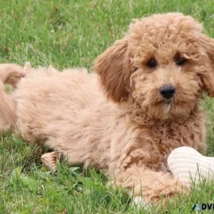 Mandy Female Mini Goldendoodle