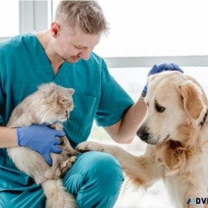 Find the Best Pet Clinics in Sector 137 Noida